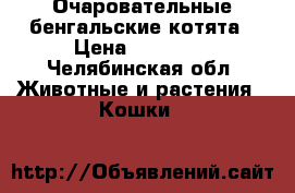 Очаровательные бенгальские котята › Цена ­ 10 000 - Челябинская обл. Животные и растения » Кошки   